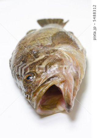 threestripe rockfish, シマゾイ 5488312