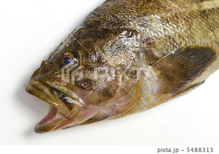 threestripe rockfish, シマゾイ 5488313