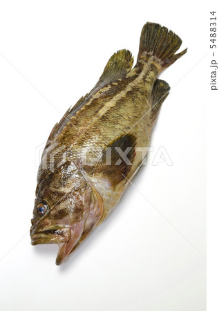 threestripe rockfish, シマゾイ 5488314