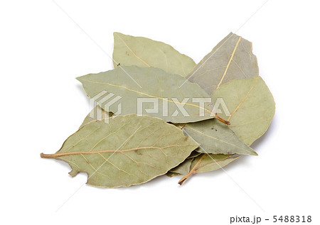 ローリエ 5488318