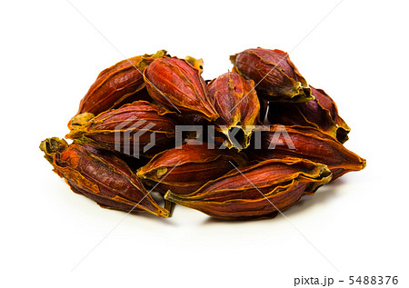 クチナシ クチナシ 5488376