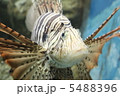 ミノカサゴのアップ 5488396