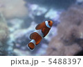 海の人気者カクレクマノミ 5488397