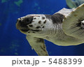アオウミガメの横顔 5488399