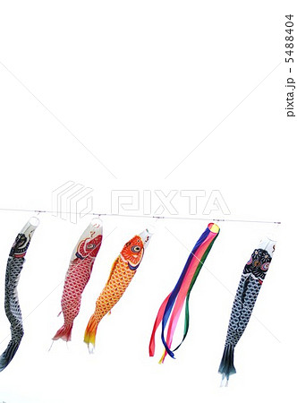 背景素材鯉のぼり 真鯉と緋鯉 白バック縦位置の写真素材