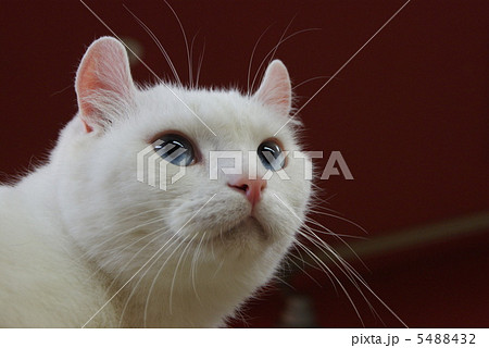 猫のいい顔・アメリカンカールの巻き耳・横位置 5488432