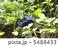 毒のあるヤドクガエル 5488433