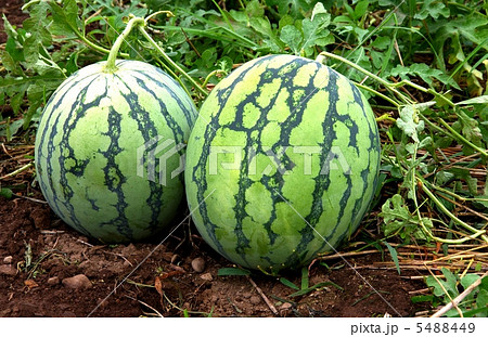 畑のスイカ　スイカの収穫 5488449