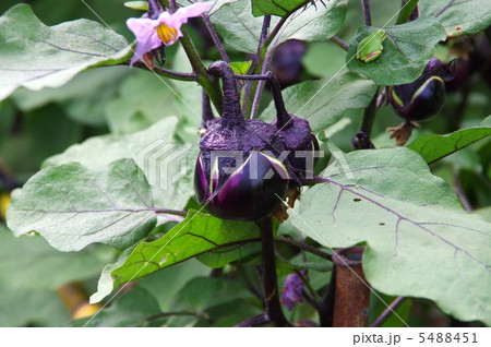 丸茄子の成長　畑の丸茄子　 5488451