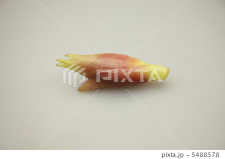 みょうが みょうが 5488578