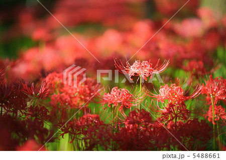 相思華 相思華 5488661