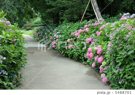 紫陽花の道 5488701