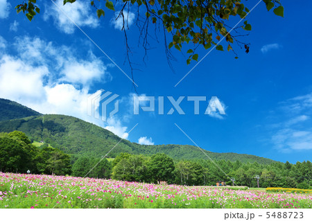 長野　信濃町　黒姫高原 5488723