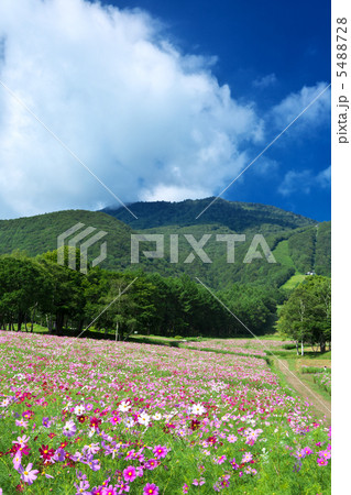 長野　信濃町　黒姫高原 5488728