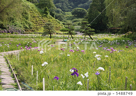 菖蒲園 5488749