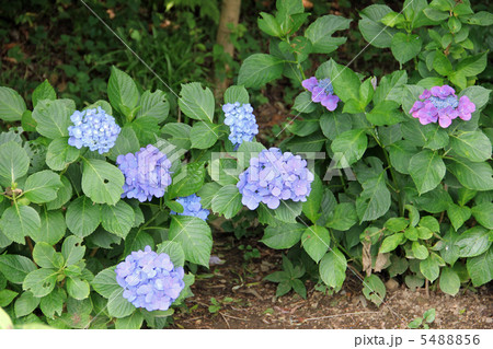 紫陽花 5488856