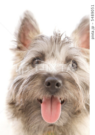 犬 犬 5489051