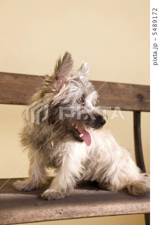 犬 犬 5489172