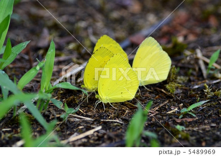 吸水するキチョウ 5489969