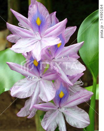 ホテイアオイ ホテイアオイ 5490164