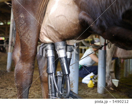 搾乳 搾乳 5490212