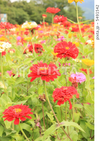 百日草 5491542