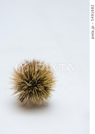 栗 5491682