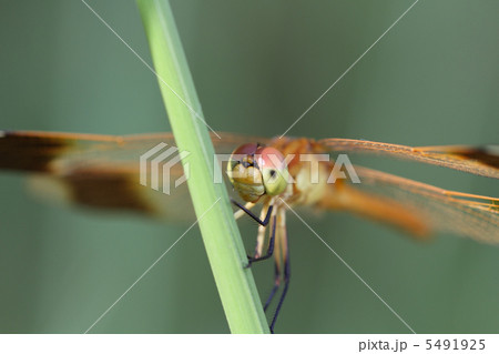 ミヤマアカネ 5491925