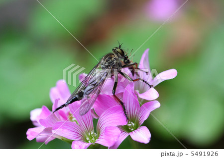 マガリケムシヒキの捕食 マガリケムシヒキの捕食 5491926