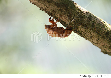 ぬけがら 5491928