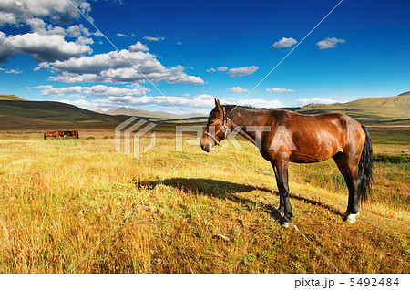 Grazing horse Grazing horse 5492484