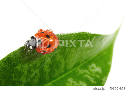 Ladybug 5492493