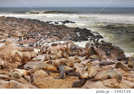 Atlantic seals 5492539