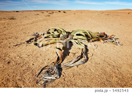 Desert plantl Welwitschia Mirabilis 5492543