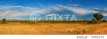 African savanna African savanna 5492545