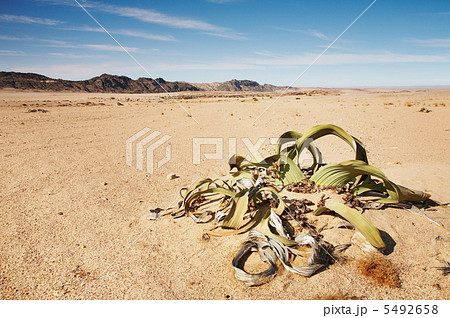 Welwitschia Mirabilis in Namib Desert 5492658