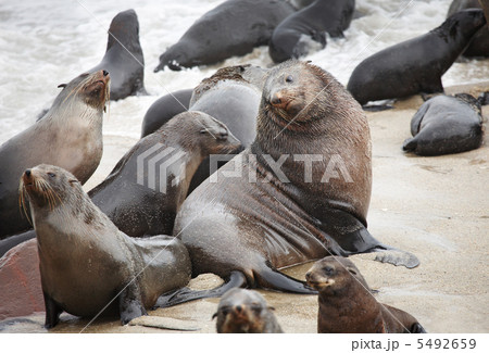 Atlantic fur seals Atlantic fur seals 5492659