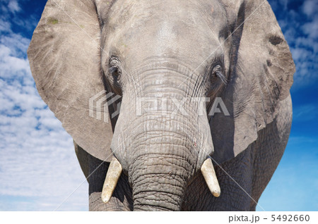 African elephant African elephant 5492660