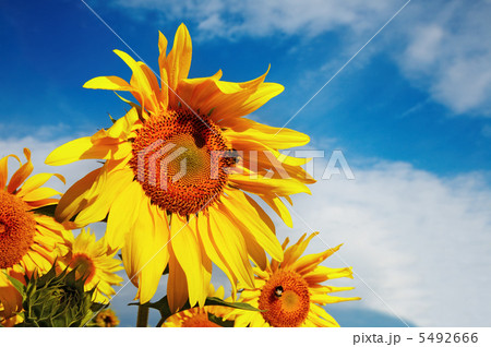 Sunflowers Sunflowers 5492666