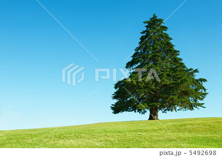 Lonely tree on green field 5492698