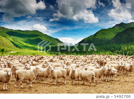 Herd of sheep 5492700