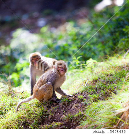 monkey - Macacus mulatta 5493436