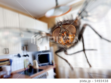 housefly 5493438