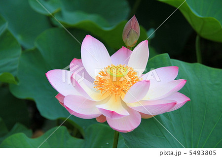 中尊寺 大池蓮-平泉にて 中尊寺 大池蓮-平泉にて 5493805