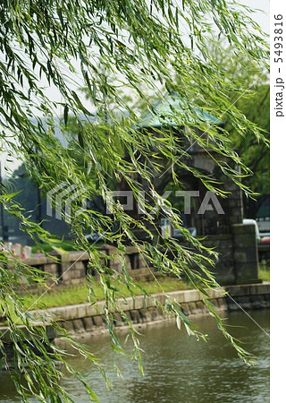 シダレヤナギ・皇居のお濠にそよぐ・縦位置 5493816