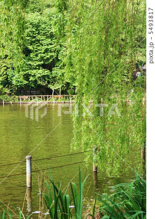 シダレヤナギ・東京善福寺公園の水辺・縦位置 5493817