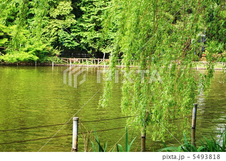 シダレヤナギ・東京善福寺公園の水辺・横位置 5493818