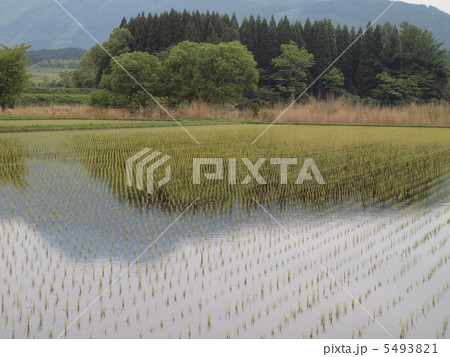 水田 5493821