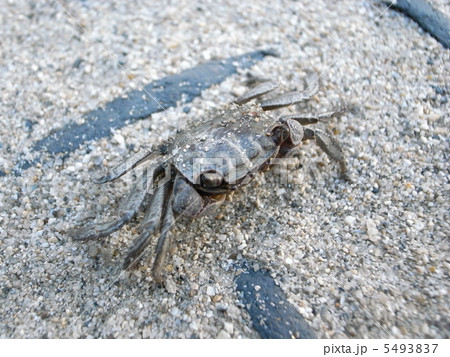 大川のカニ 水都おおさか 大川のカニ 水都おおさか 5493837