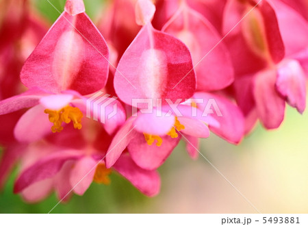 木立性ベゴニアの花の写真素材